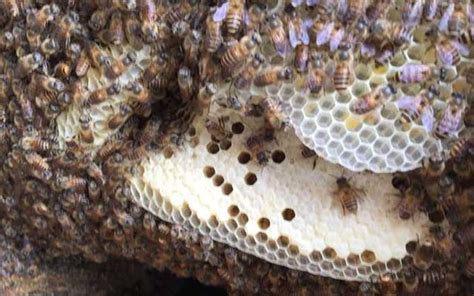 西曬房子優缺點 蜜蜂如何築巢